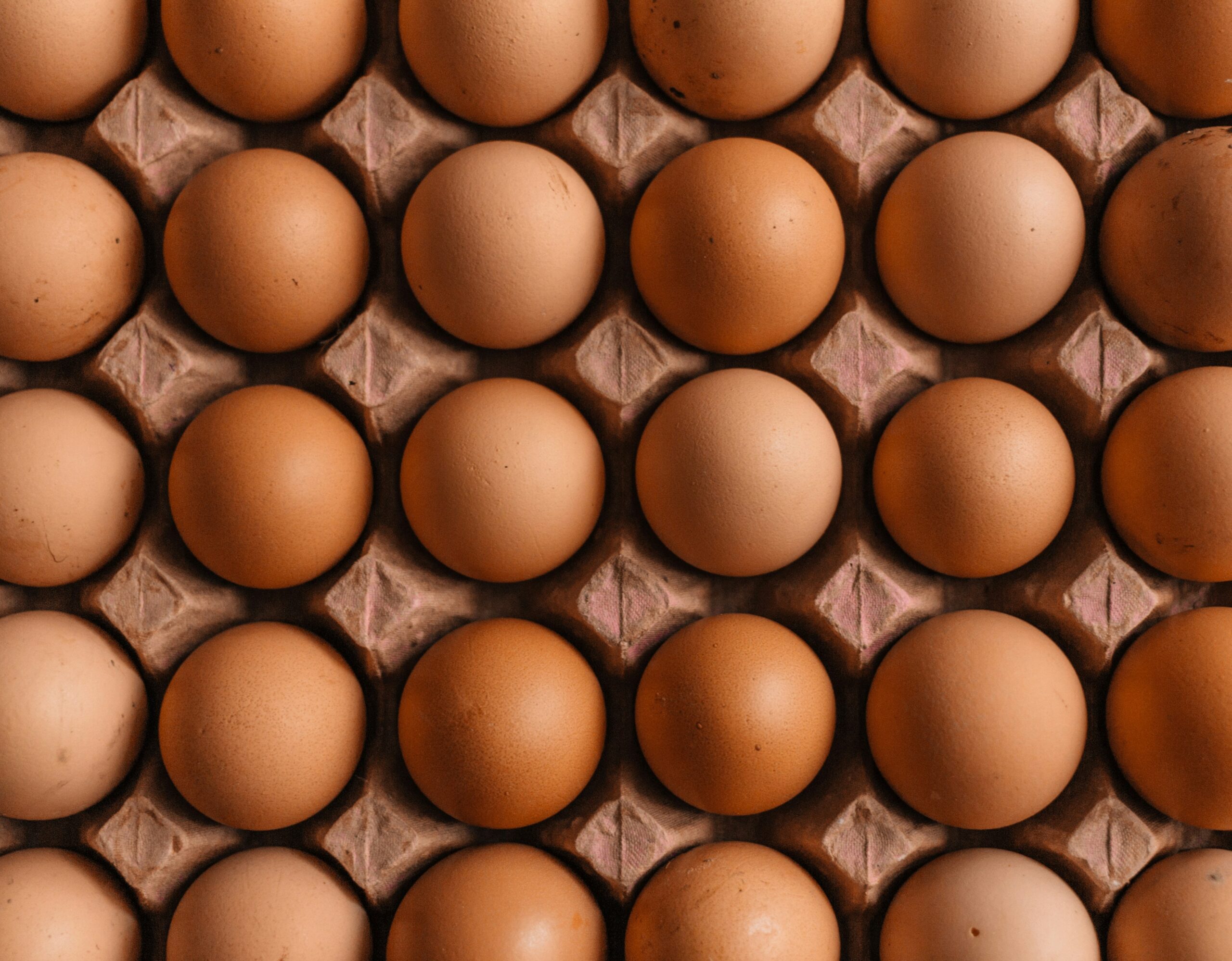 Must Have Commercial Egg Processing Solutions for Every Operation